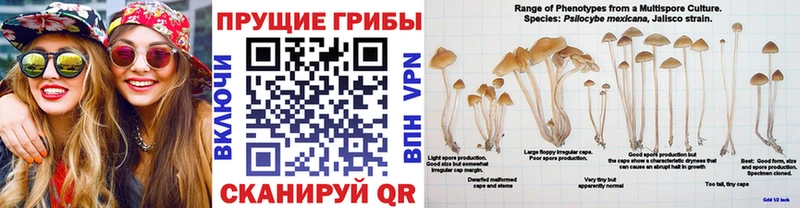 Галлюциногенные грибы Psilocybe  Льгов 